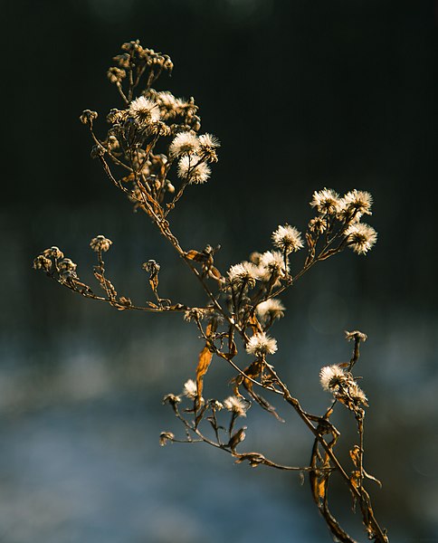 File:Sauk River Regional Park (24196332595).jpg