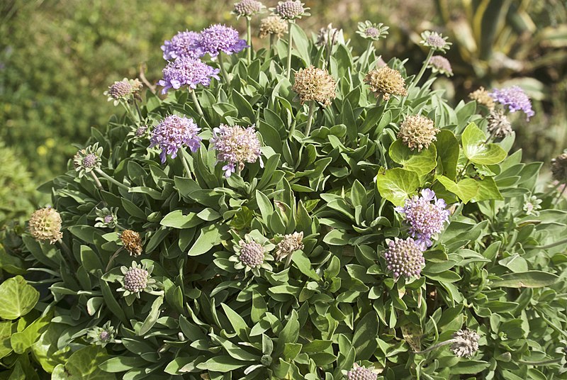 File:Scabiosa cretica.jpg