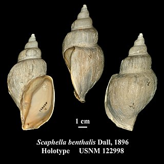 <i>Arctomelon</i> Genus of gastropods