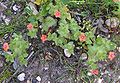 Plants of A. arvensis growing in disturbed ground