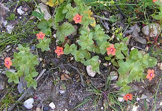 <i>Anagallis</i> Genus of flowering plants