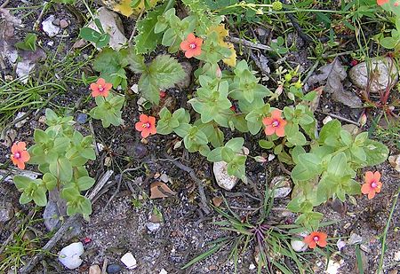 Scarlet pimpernel 800.jpg