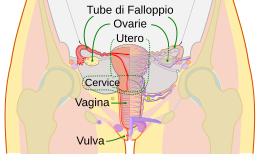 Esquema do sistema reprodutor feminino-pt.svg