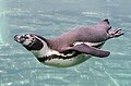 Pingüín de Humboldt, Spheniscus humboldti, nadando mergullado.