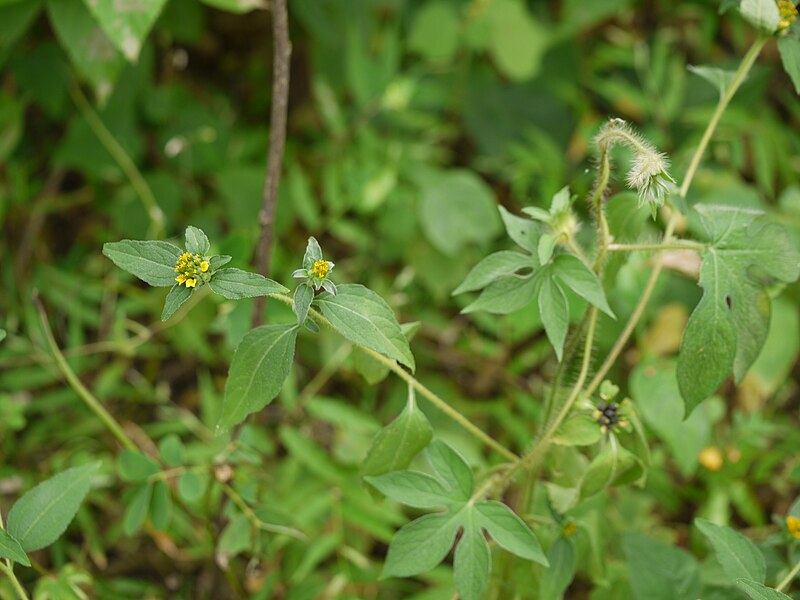 File:Sclerocarpus africanus Jacq. (9971627793).jpg