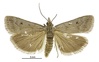 <i>Scoparia cinefacta</i> Species of moth