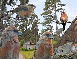 <span class="mw-page-title-main">Scottish crossbill</span> Species of bird