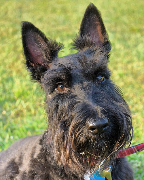 1.5-year-old black Scottish Terrier