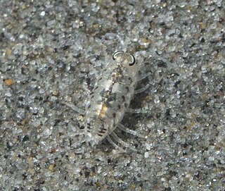 <span class="mw-page-title-main">Scyphacidae</span> Family of woodlice