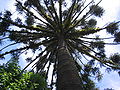 Miniatura para Reserva natural estricta San Antonio