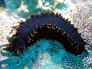 <i>Stichopus chloronotus</i> Species of sea cucumber