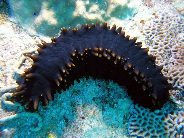 A sea cucumber, Stichopus chloronotus, from Malaysia