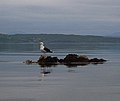 Seagull on a rock - geograph.org.uk - 1383365.jpg