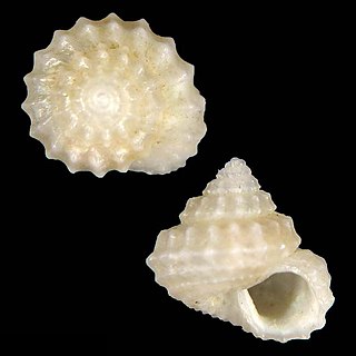 <i>Calliotropis malapascuensis</i> species of mollusc