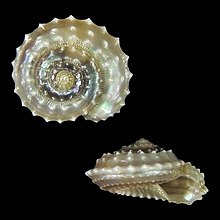 Kerang Calliotropis vilvensi.jpg