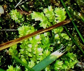 Selaginella apoda3.jpg