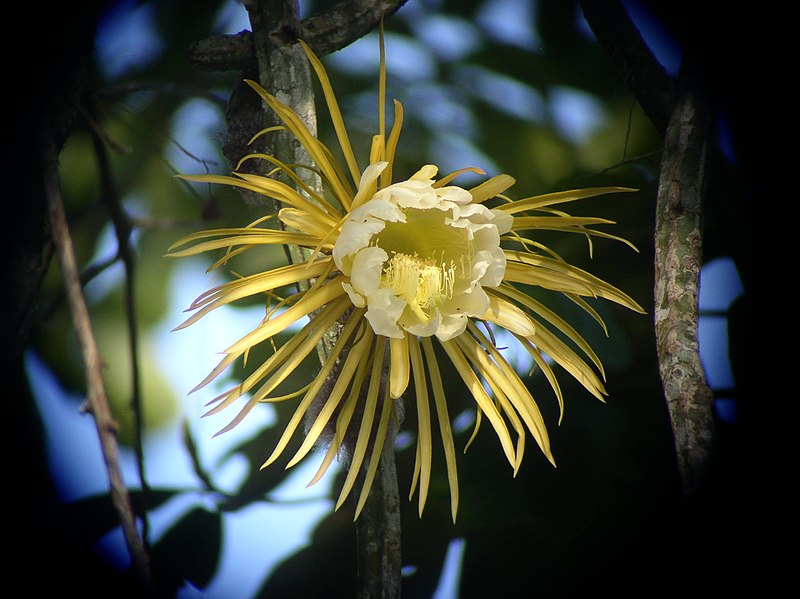 Night-blooming cereus cactus flower sympathy card