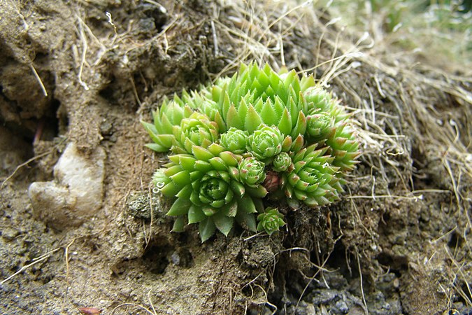 Sempervivum - plant