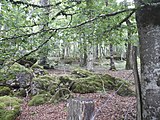 Català: Fotos preses en una excursió al "mendizaleen ibilbidea" o camí dels muntanyencs, un itinerari des del centre d'informació que hi ha al coll d'Urbasa fins a la carena sobre la Sakana. La major part transcorre per fagedes i part del primer tram coincideix amb un itinerari adaptat. Euskara: Mendizaleen ibilbidea, Urbasa mendebaldean.