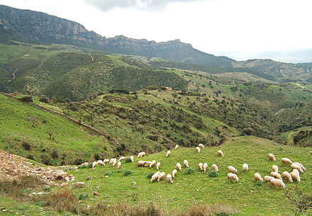 Sheep grazing around Lula, Nuoro