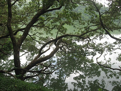 tree over Shing Mun Reservoir, Hong Kong