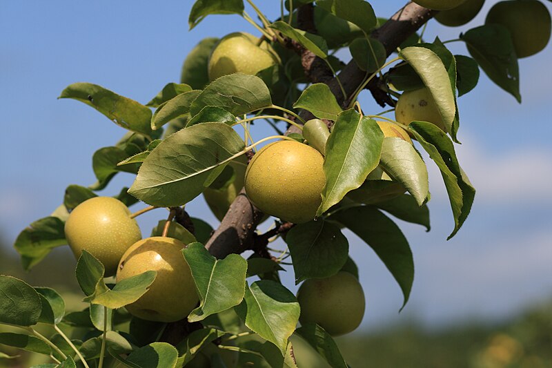 File:Shinseiki Asian pears at Lyman Orchards 2, 2009-08-30.jpg