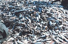 صورة لمئات الأسماك الميتة على سطح سفينة