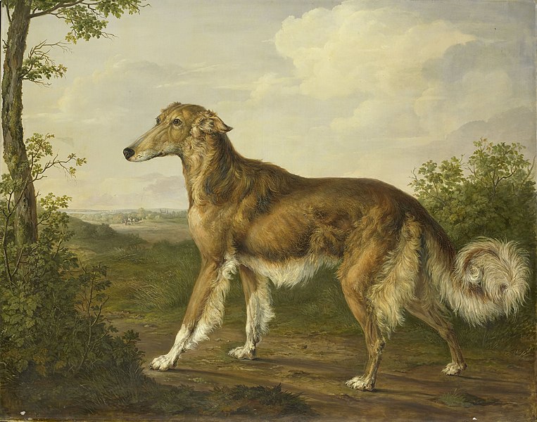 File:Siberische windhond Rijksmuseum SK-C-125.jpeg