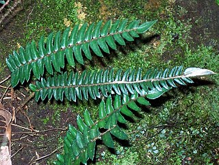 <i>Pellaea nana</i> Species of fern