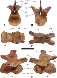 Sigilmassasaurus vertebra.png