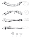 Sinanthropus clavicle.png