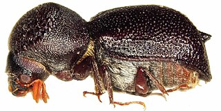 <i>Sinoxylon unidentatum</i> Species of beetle