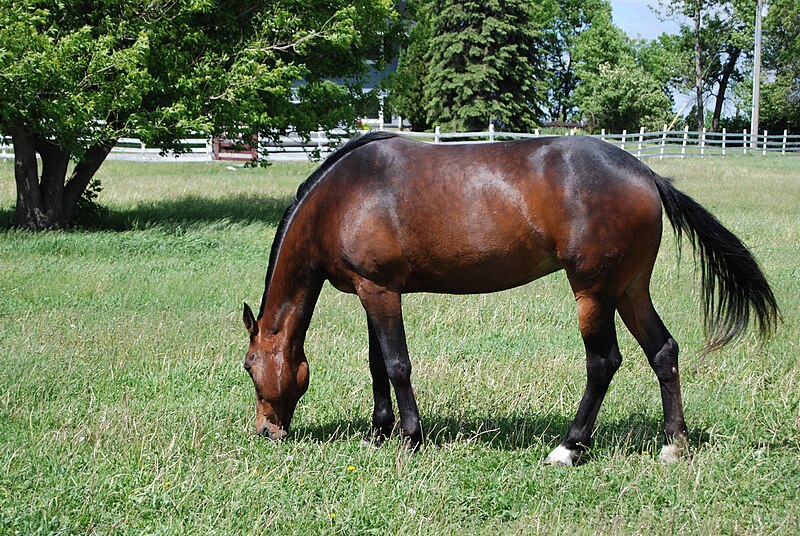 File:Sioux in the Pasture.jpg