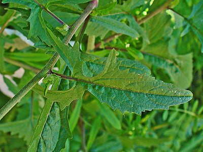 Sisymbrium officinale