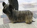 Skye Terrier