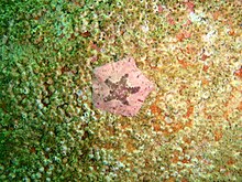 Small barnacles and subtidal cushion star at Lorry Bay PB011900.JPG