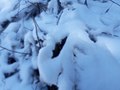 Thumbnail for File:Snow in Kakani 20190228 104539.jpg