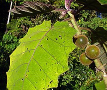 Solanum quitoense, a naranjillo leaf (11397016284).jpg