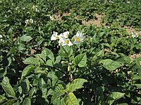 Solanum tuberosum Holtgaster Blaue (02).jpg