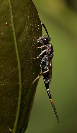 Lyciscidae