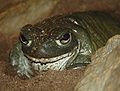 Sonoran Desert Toad