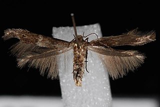 <i>Sorhagenia nimbosus</i> Species of moth