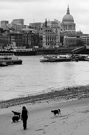 Women playing with dogs at South Bank, London.