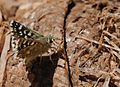 Spialia phlomidis Persian Skipper Acem Zıpzıpı