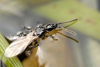 <i>Spilomicrus</i> Genus of wasps