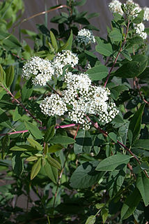 <i>Spiraea virginiana</i> Species of flowering plant