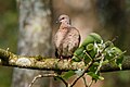 Spotted Dove A8864.jpg