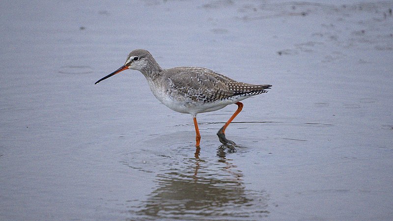 File:Spotted Redshank (8464398433).jpg