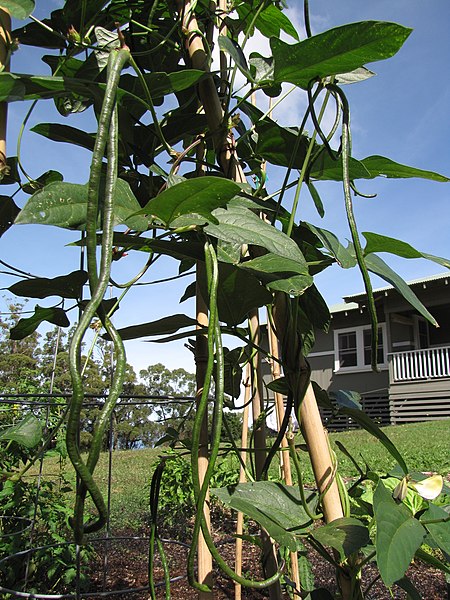 File:Starr-091108-9398-Vigna unguiculata subsp sesquipedalis-beans-Olinda-Maui (24693754890).jpg