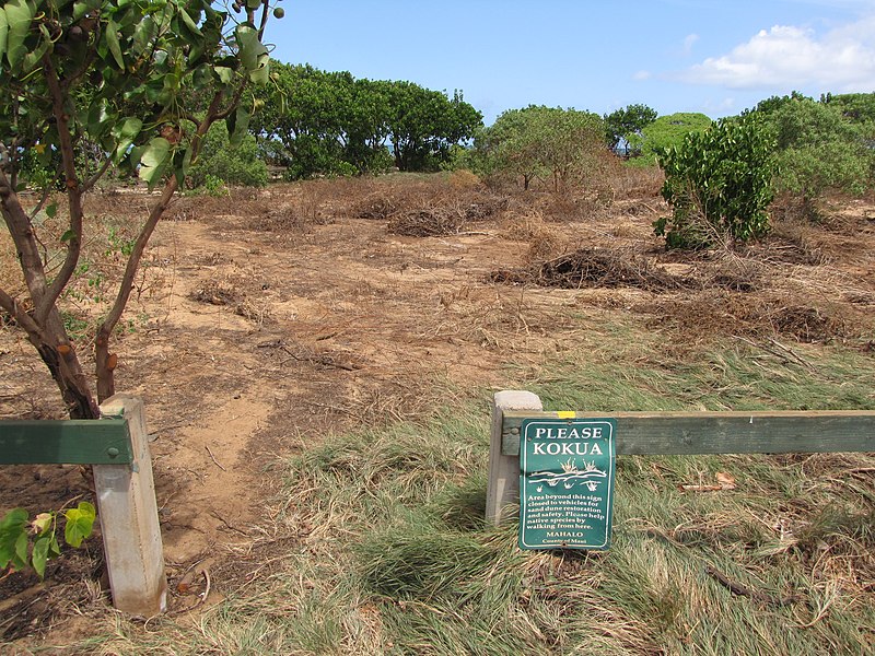 File:Starr-110328-3402-Thespesia populnea-scoured area after tsunami-Kanaha Beach-Maui (24961974852).jpg